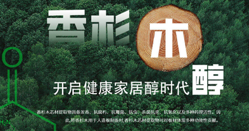 甄选林区香杉木