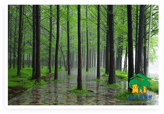 福晶的香杉木,来自森林的呼吸