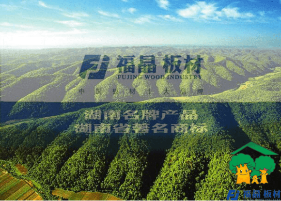 福晶的香杉木是怎么抚育管理的不一样?